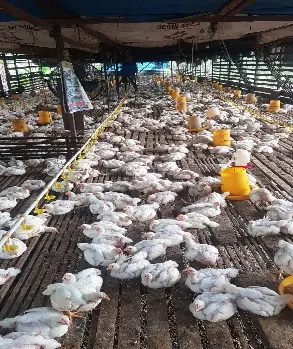 Ayam — Umur 30 hari