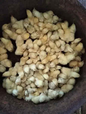 Anak Ayam — Umur 1 hari