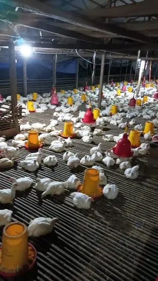 Anak Ayam — Umur 20 hari